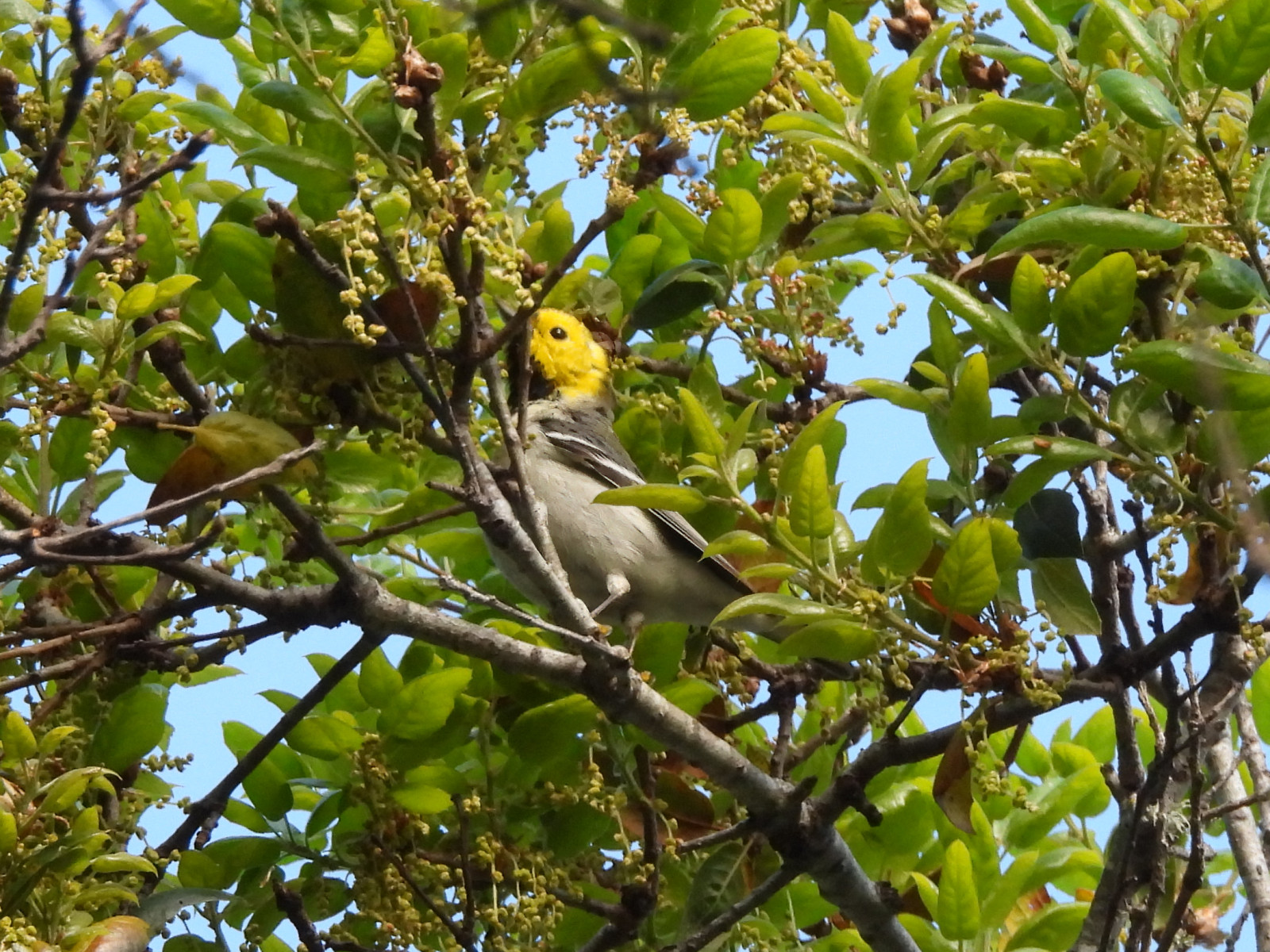 image Hermit Warbler